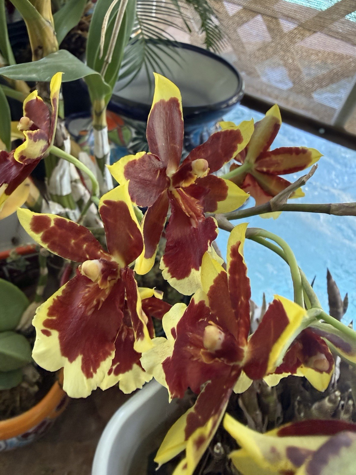 Orchid Plant Box full 10 plants Rescue bulb stem bare root cuttings