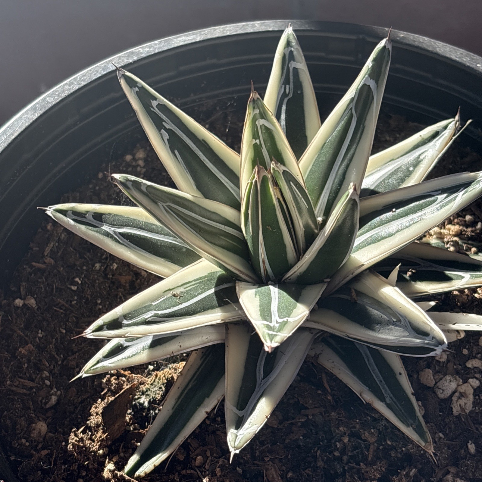 Agave White Rhino (Agave Victoriae Reginae ) ‘Albomarginata’ 8 in pot