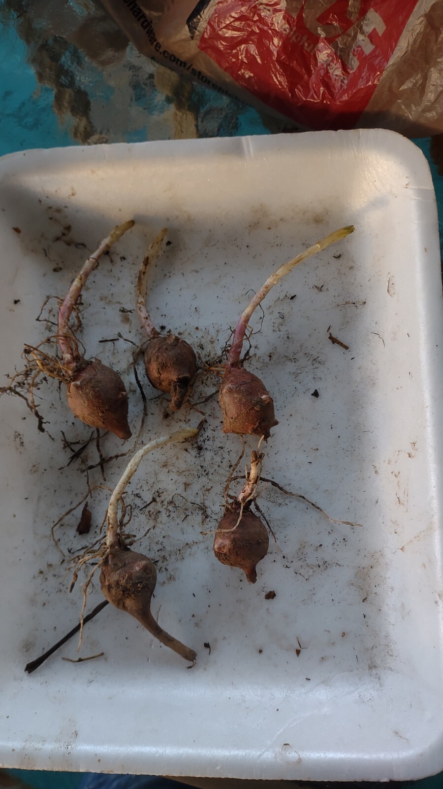 6 Small Medium red organic Jerusalem Artichoke Tubers FOR PLANTING