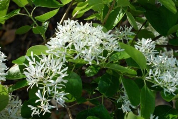 The White Fringe Is A Deciduous Tree Turned Golden Yellow Single Trunk Quart Pot