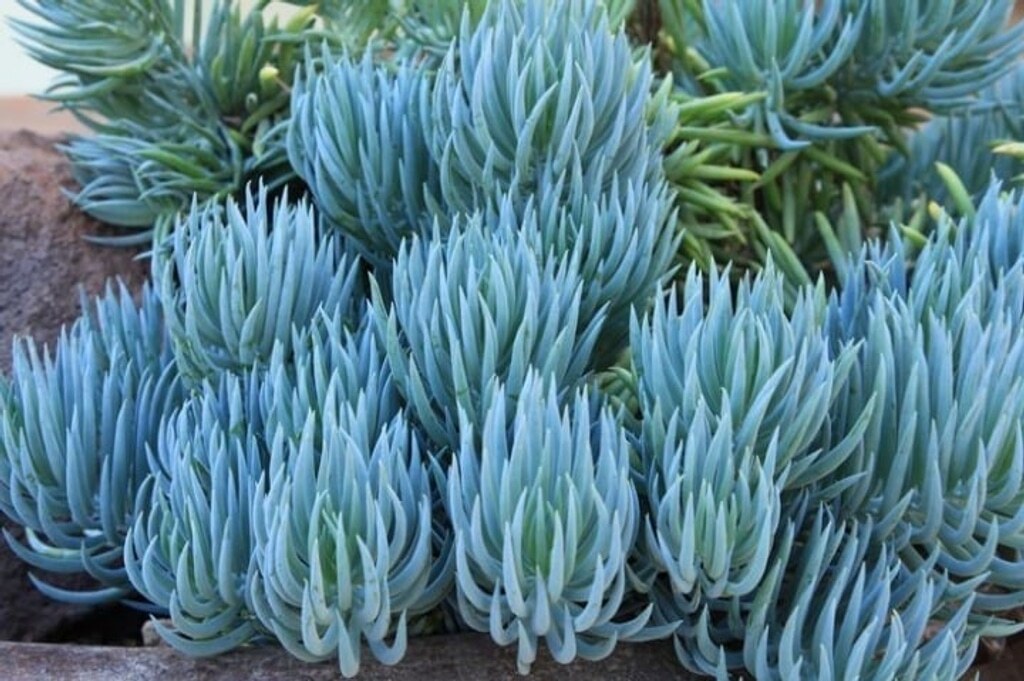 Blue Chalk Sticks Plant Succulent Healthy Easy Care Rare Live Plant 1-Cutting