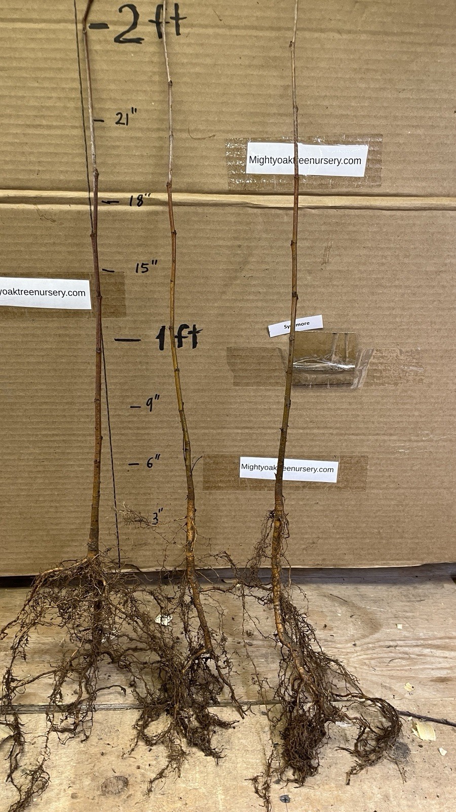 15-20” tall American Sycamore Tree – Platanus occidentalis 1 year old tree