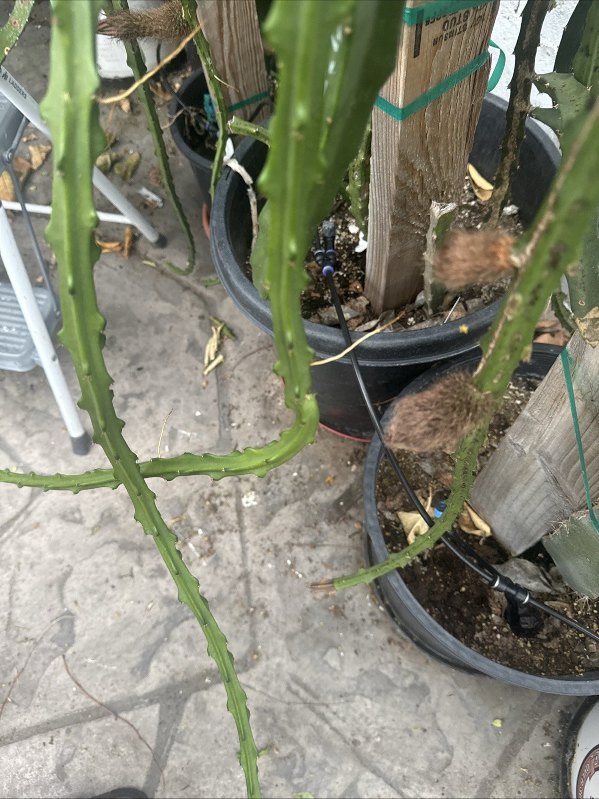 5 Rare DRAGON FRUIT CUTTING 8-12 Inches Check Description