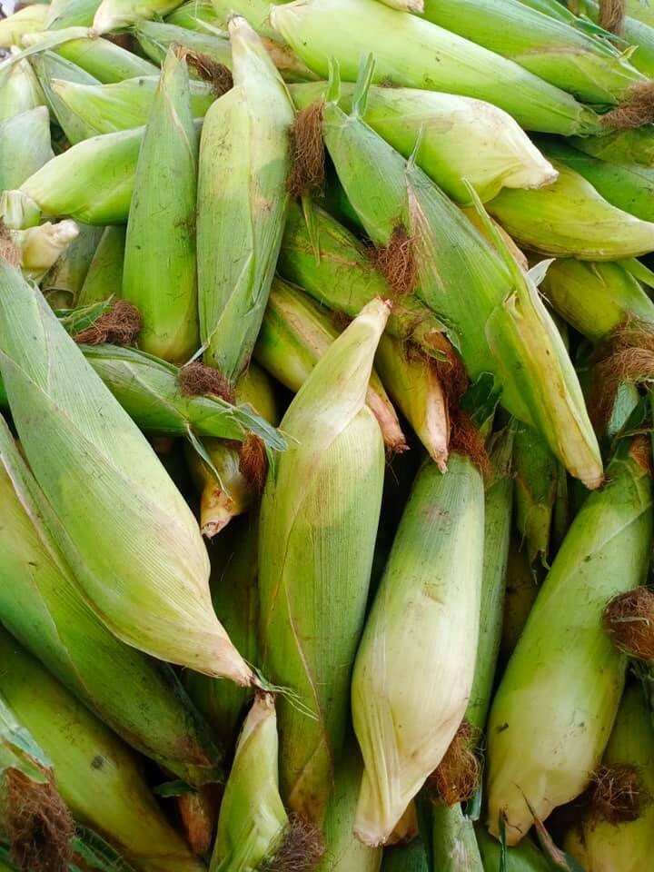 Waxy Glutinous Corn Seeds White And yellow 50+ Seeds 0.5oz Bap Nep Deo