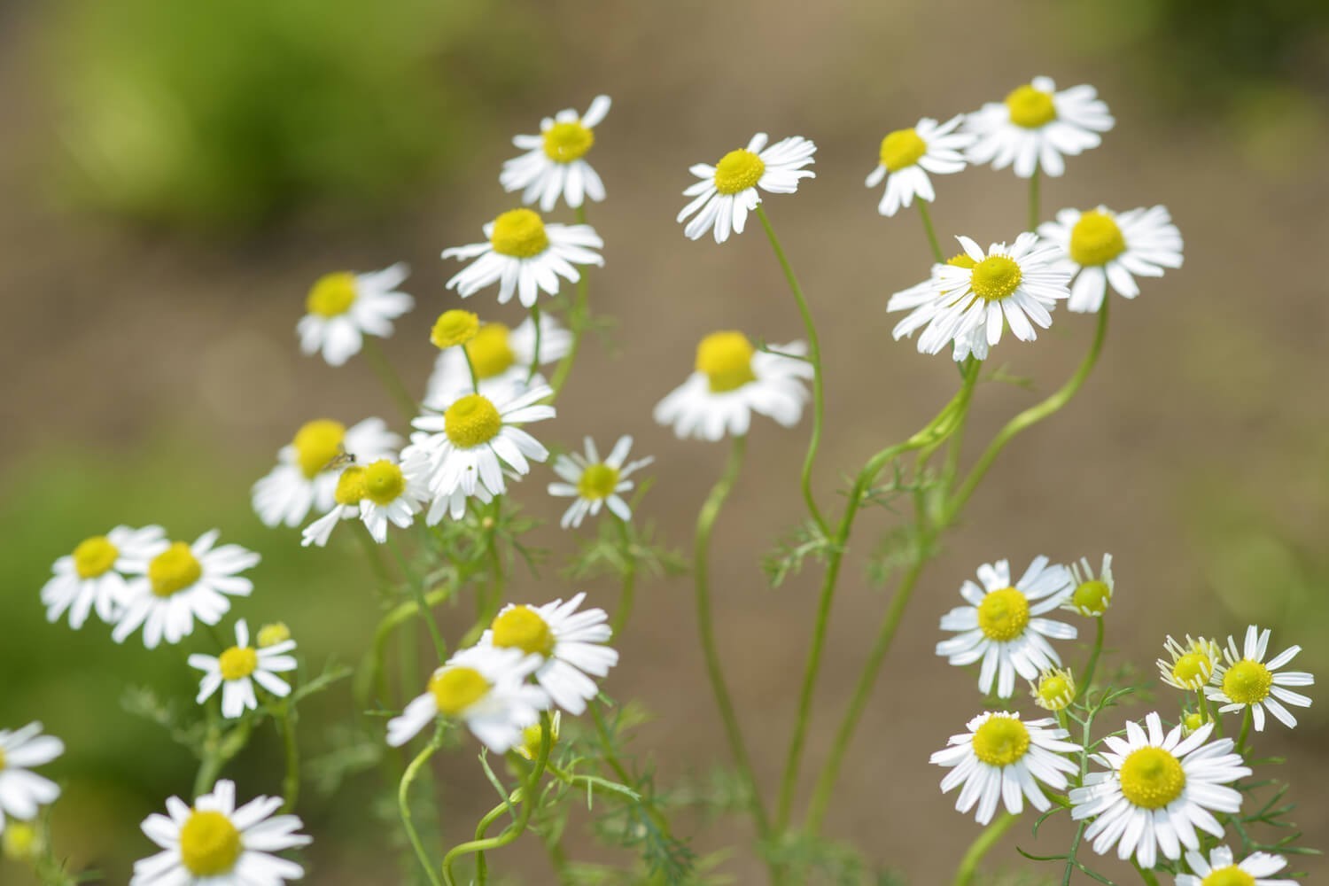 German Chamomile Tea Mayweed Plant 6 Rooted Healthy Starter Seedling Non-GMO