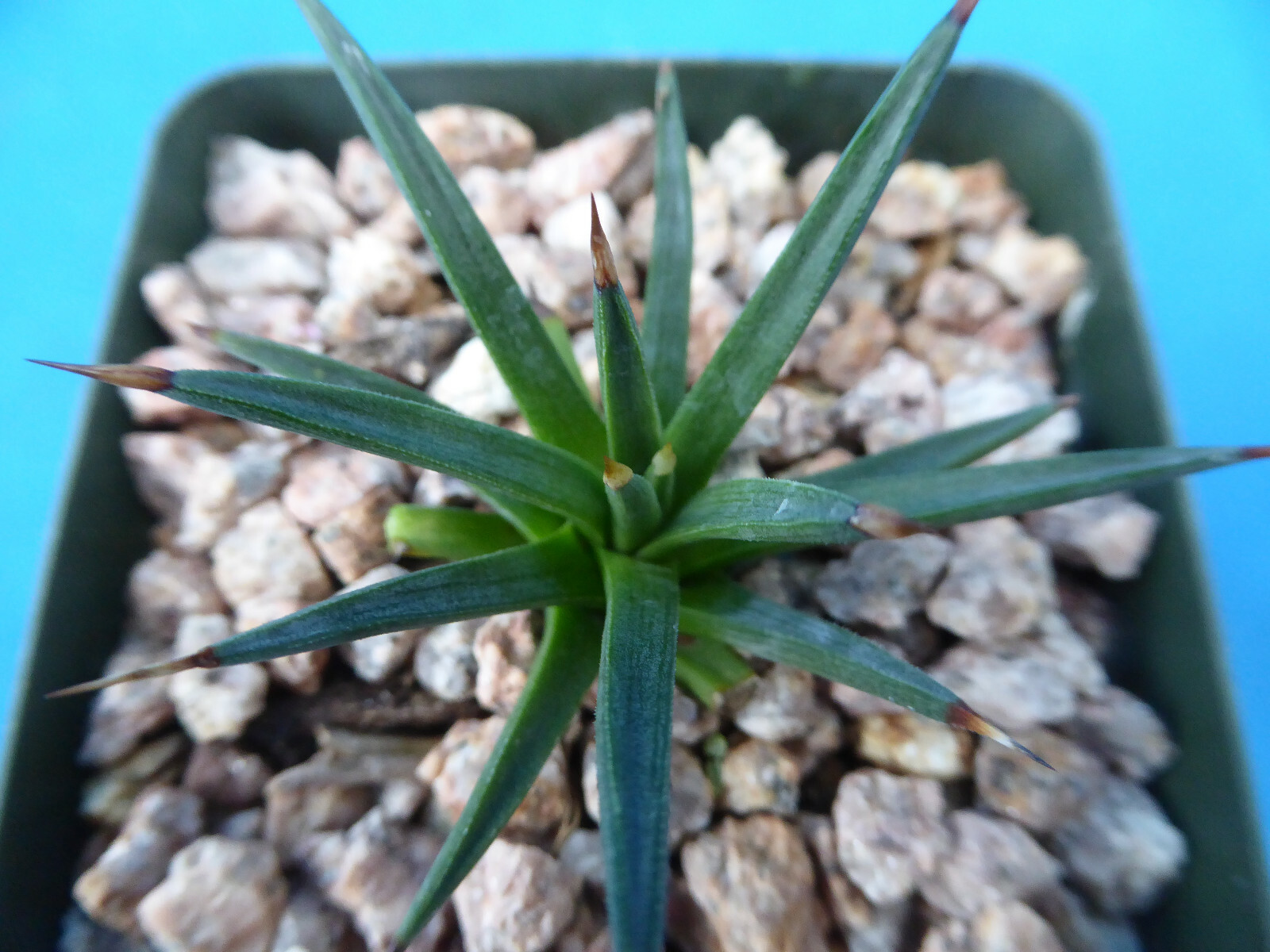 Agave albopilosa Seedling Plants VERY RARE Agave! 4+ Years Old! 2″-3″ Wide