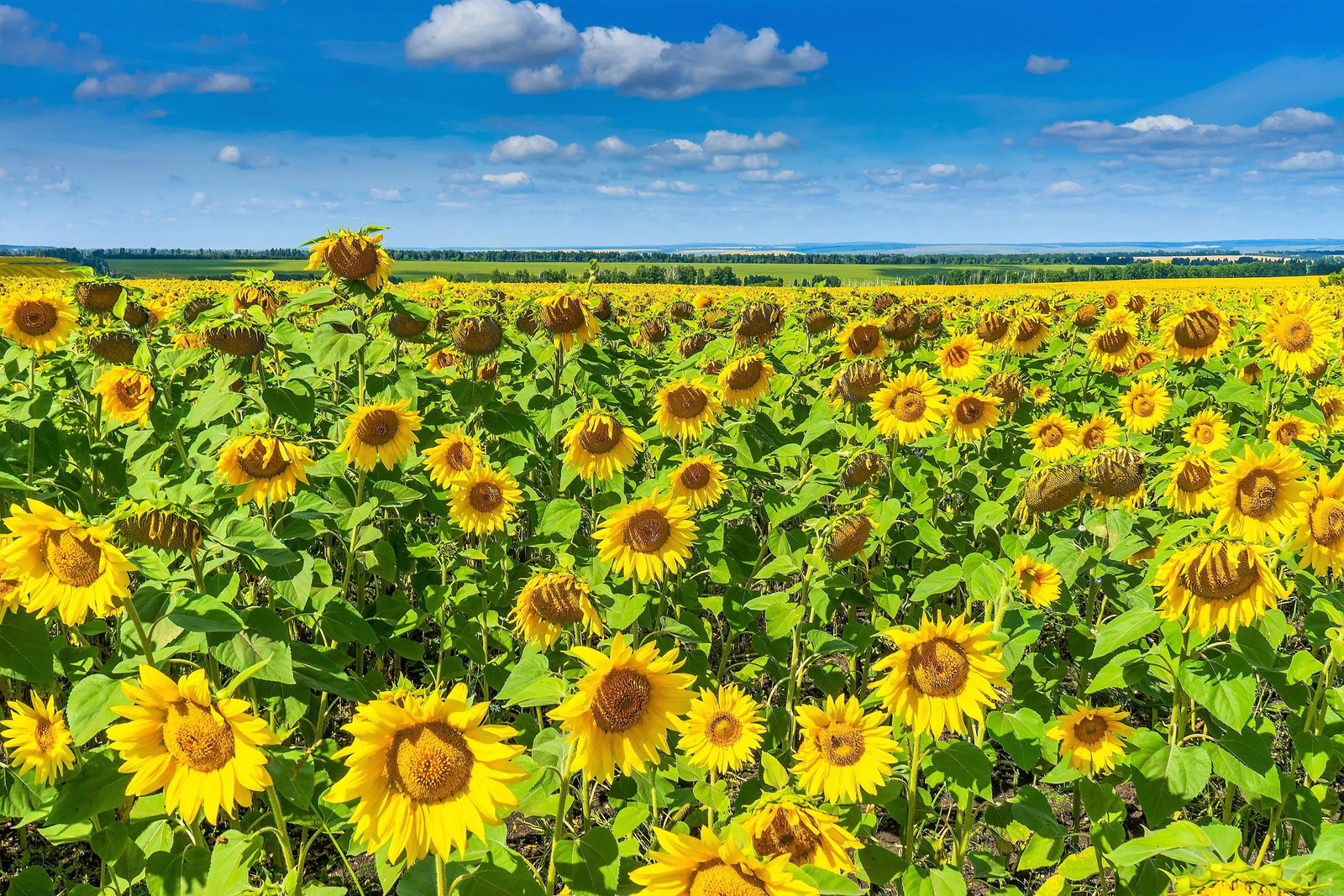 100 PEREDOVIK SUNFLOWER Helianthus Annuus Black Oilseed Yellow Flower Seeds