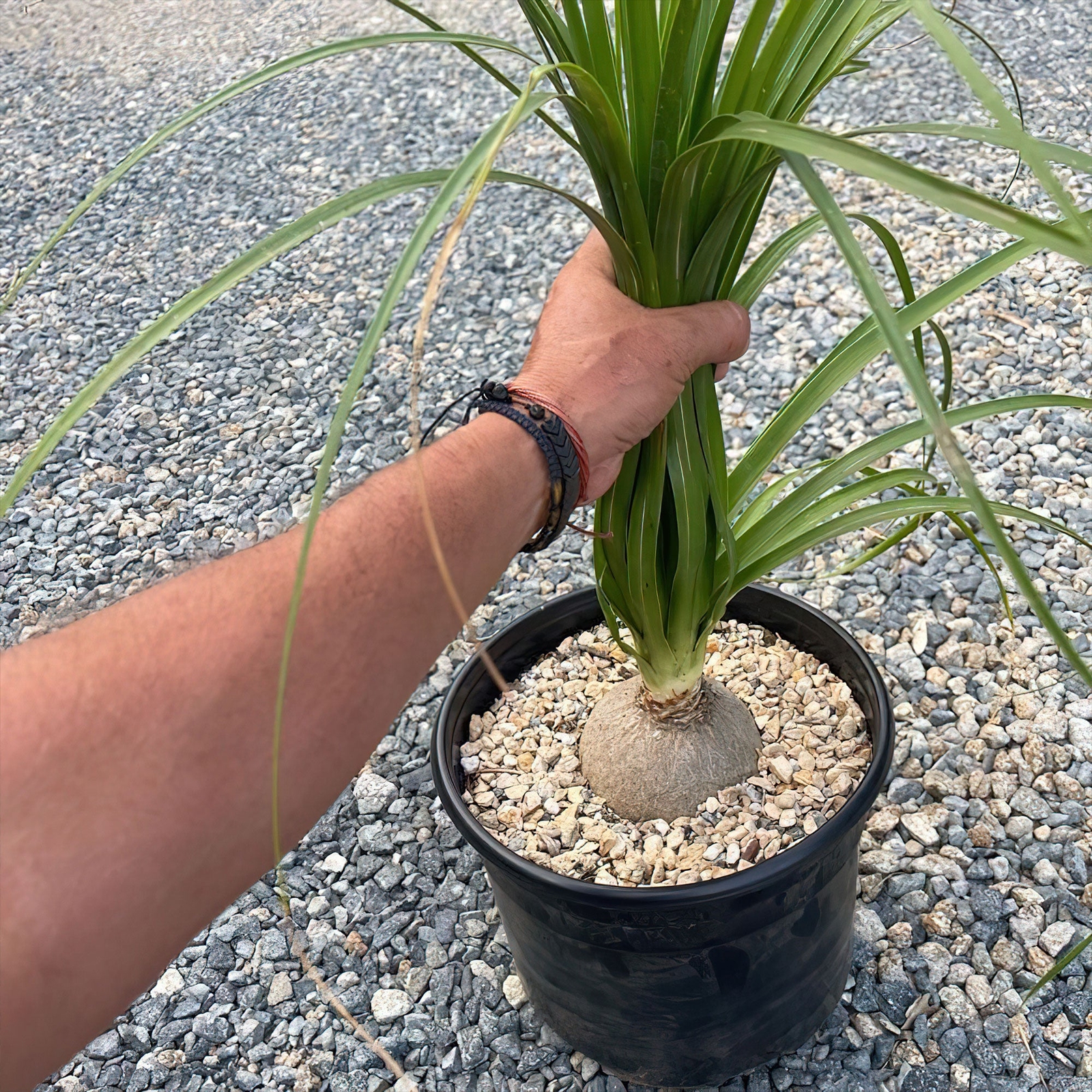 Ponytail palm ‘Beaucarnea recurvata’ cactus Cacti Succulent real live plant
