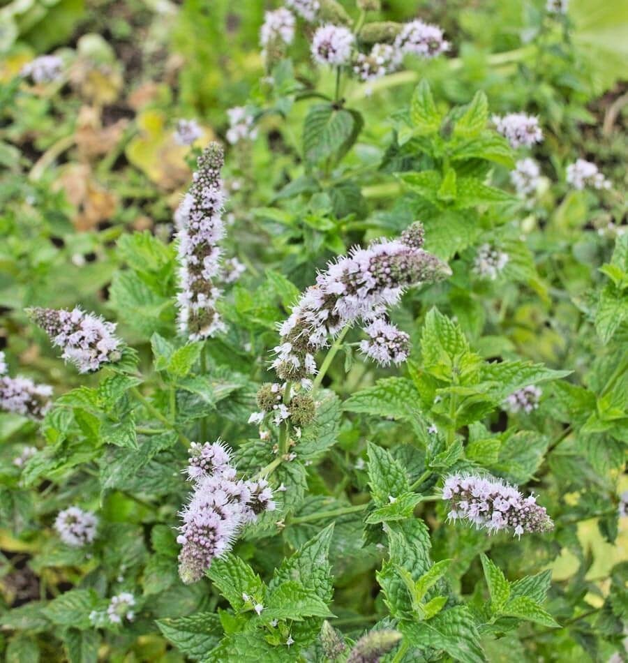 300+PEPPERMINT Seeds Teas Culinary Medicinal Organic Container Shade Garden Herb
