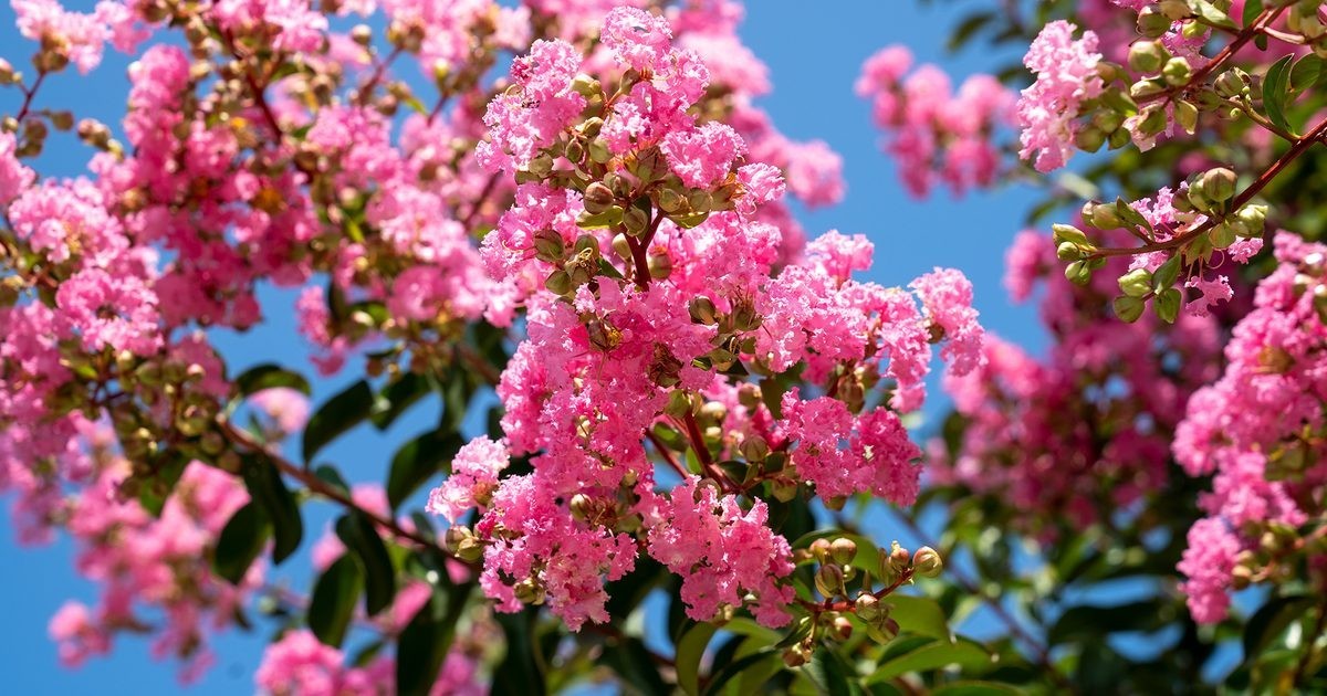 Crepe Myrtle Bonsai Tree Seeds (30 Count) + Easy To Follow Growing Instructions