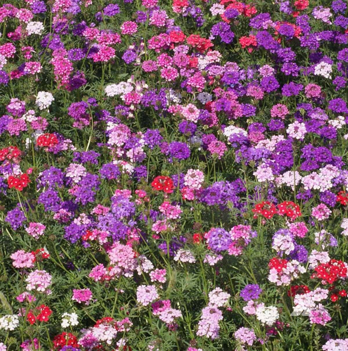Groundcover Verbena MOSS Mixed Colors Rock Gardens Perennial Non-GMO 500 Seeds!