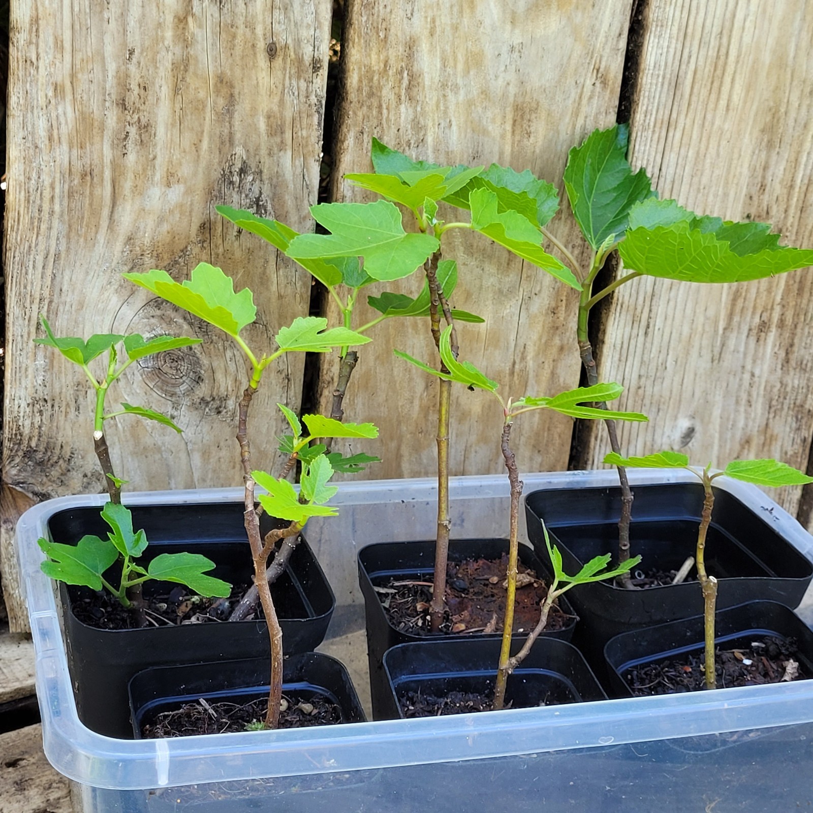 Unknown Variety Fig 4″-6″ Live Healthy Starter Plant Bare-Root