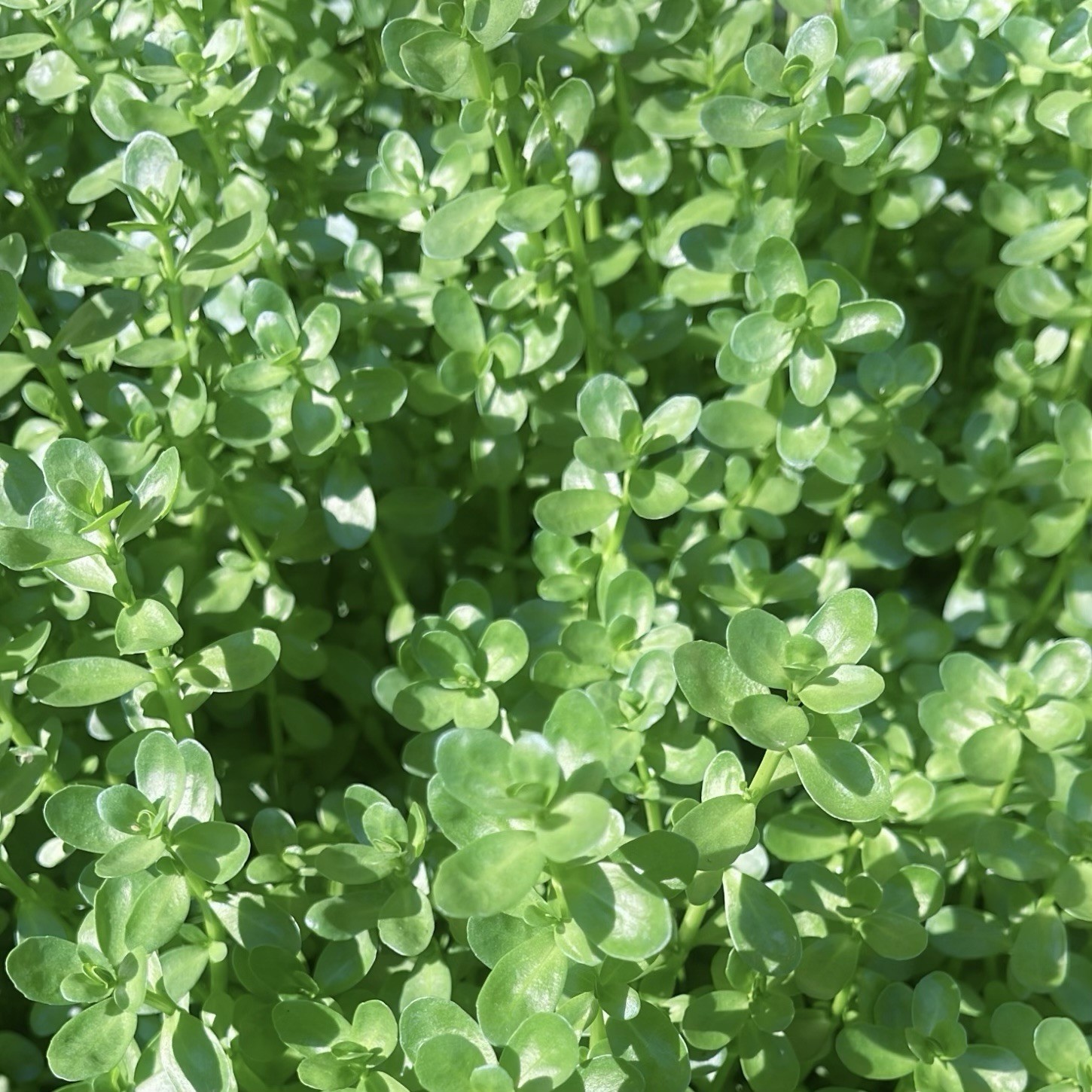 15+Stems Bacopa Live Aquarium Plant. Buy 2 Get 1 Free