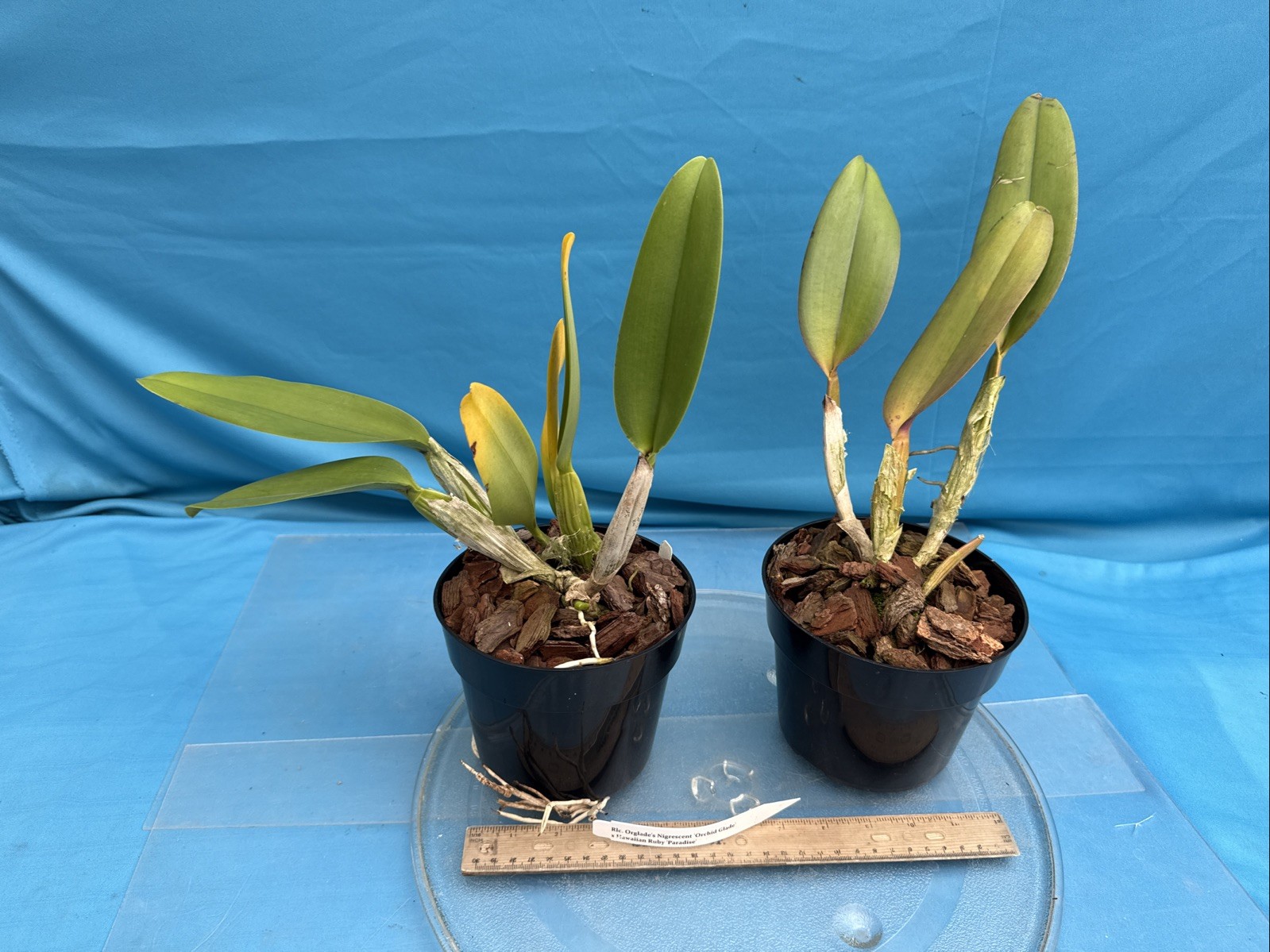 Rlc Orglade’s Nigrescent X Hawaiian Ruby Fragrant Red Orchid Eros Hybrid 7” Pot