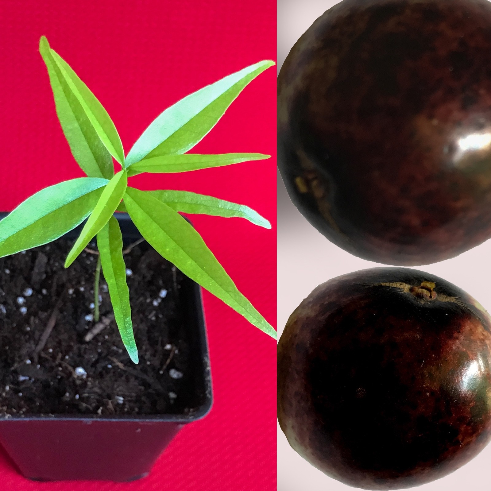 Rainforest Plum Eugenia Candolleana Cambui Roxo Murtinha Purple Fruit Tree Plant