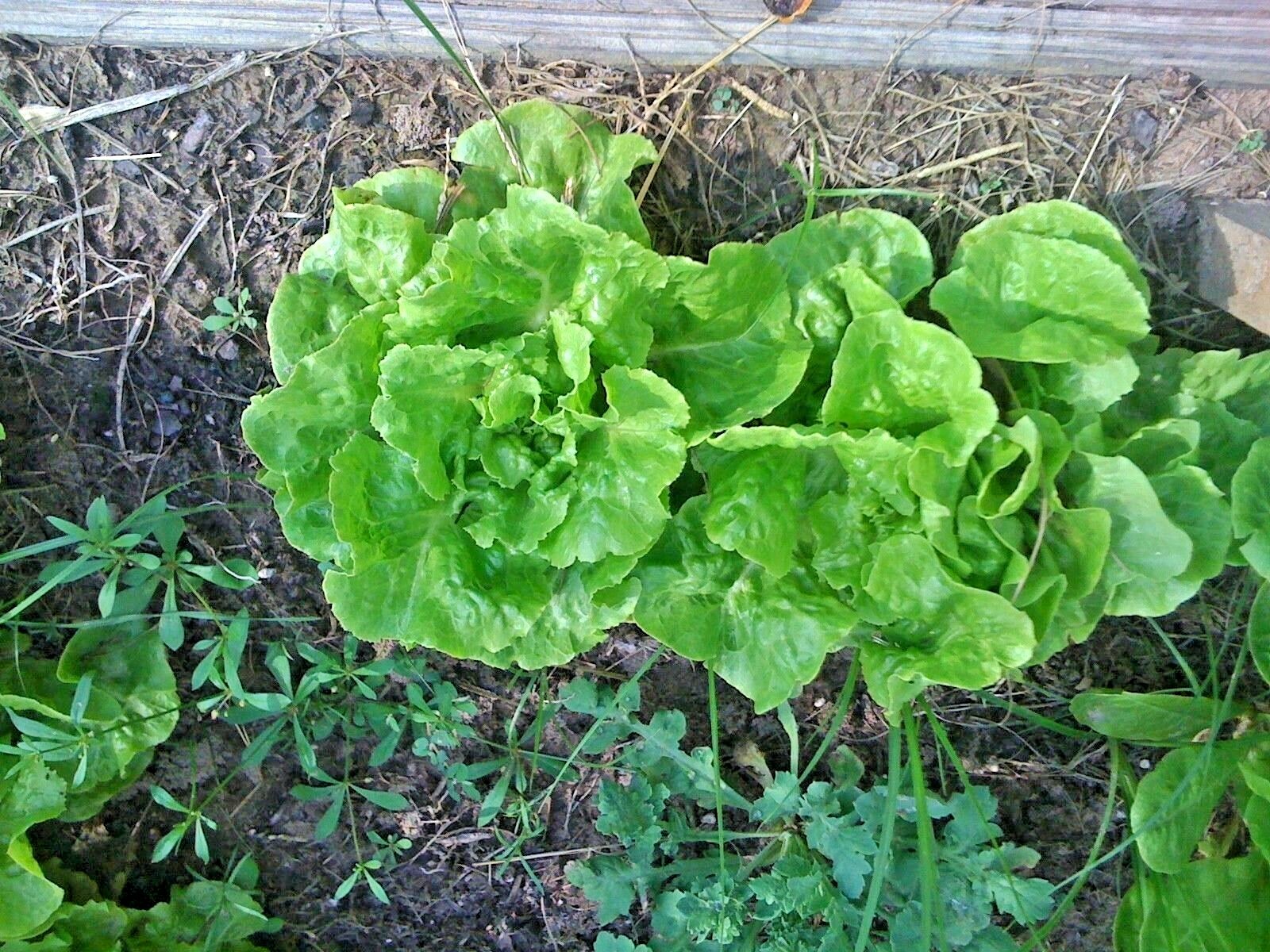 600+LITTLE GEM BUTTERHEAD Seed Leaf Lettuce Organic Spring Fall Garden Container