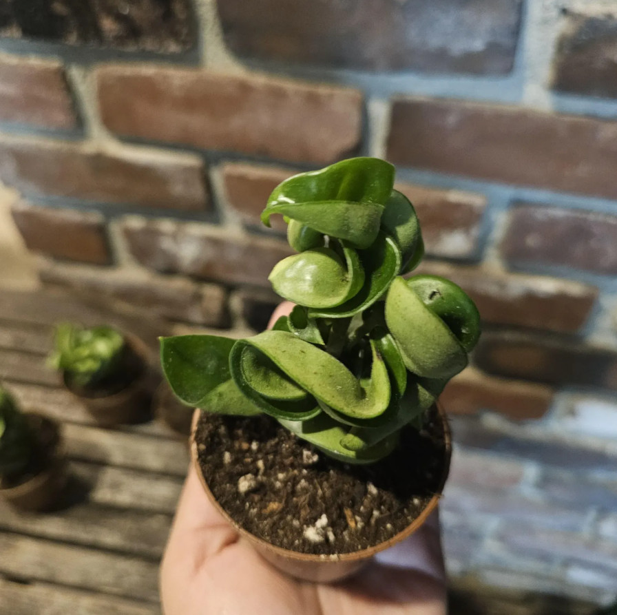 Hoya Hindu Rope Plant – Hoya Compacta Live Plant – 3″ Pot – Indoor Houseplant