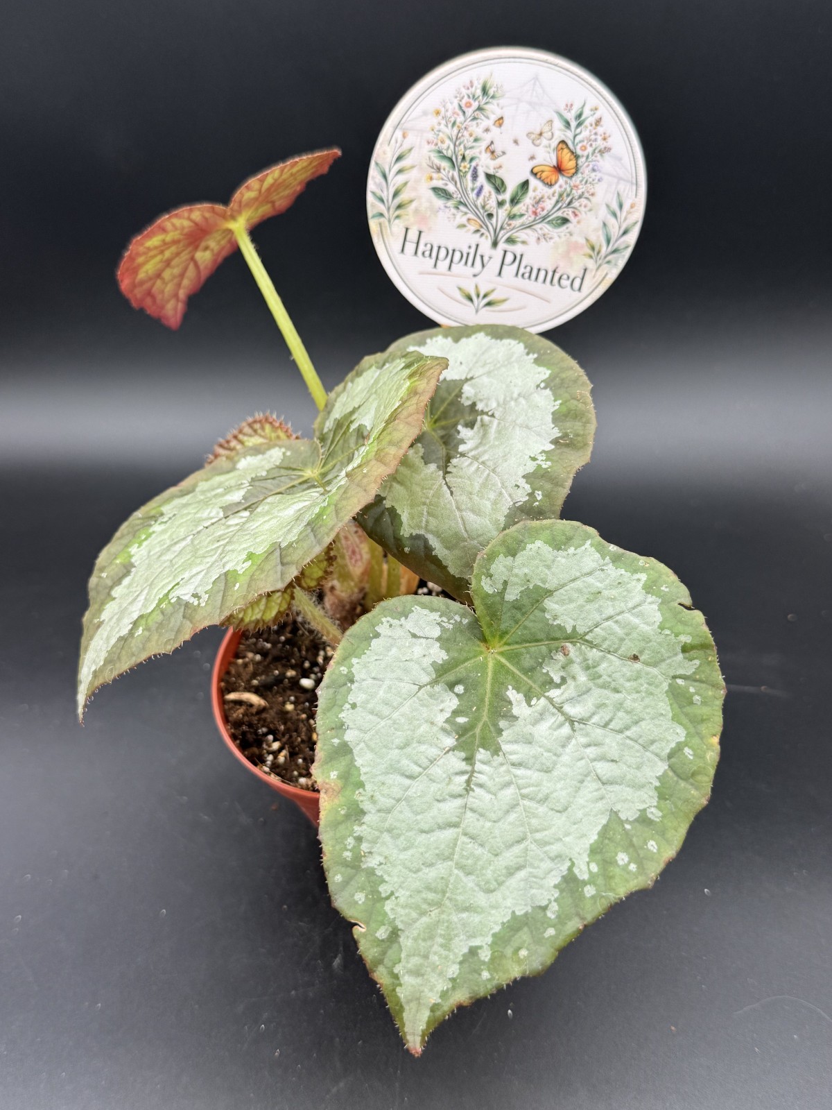 Begonia Mariana’s Monster- 4″ Pot Live Plant – Free Shipping
