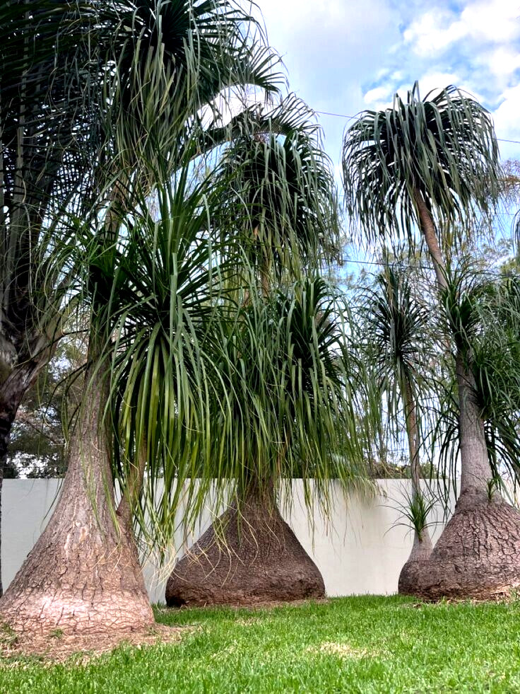 Ponytail Palm Tree Seeds Beaucarnea recurvata Elephant Foot Indoor House Plant