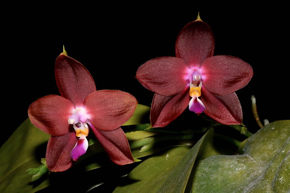 Fragrant Orchid Phalaenopsis Phal LD’s Bear King ‘6S44’ Red Novelty In 3.5″ Pot