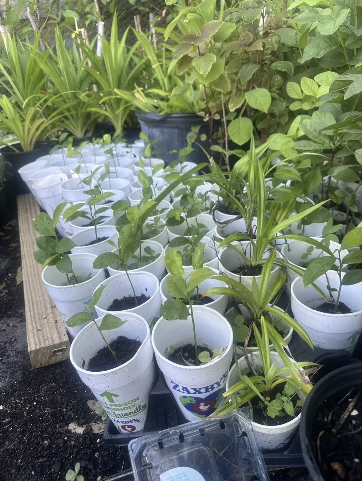 Annona Muricata Graviola Soursop Guanabana Potted StarterPLANTTropical “7-9”
