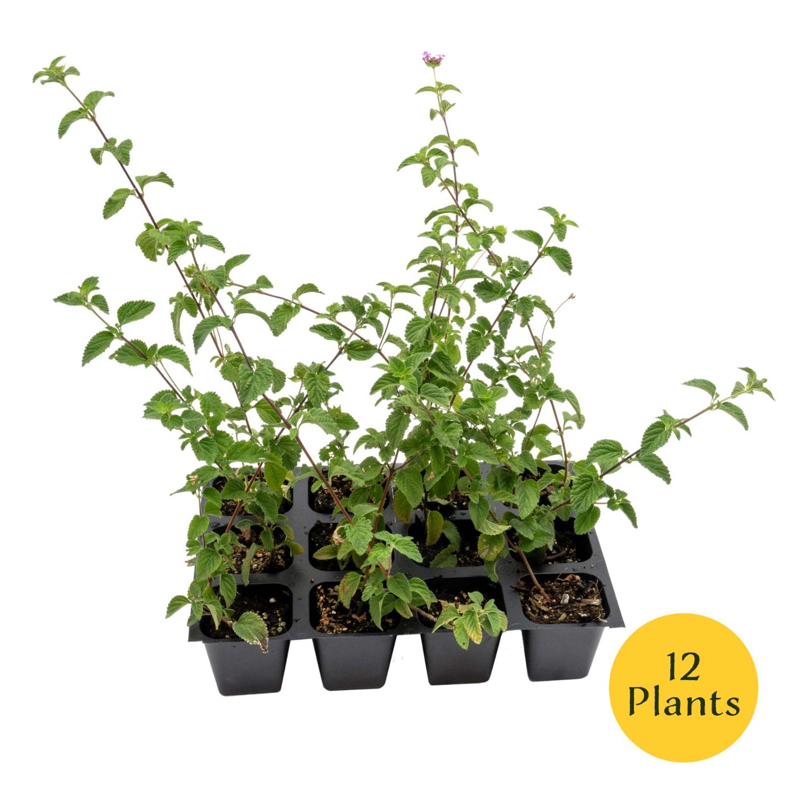 Lavender Lantana in 2.5” Nursery Cubes (Lantana montevidensis) | Trailing Plant