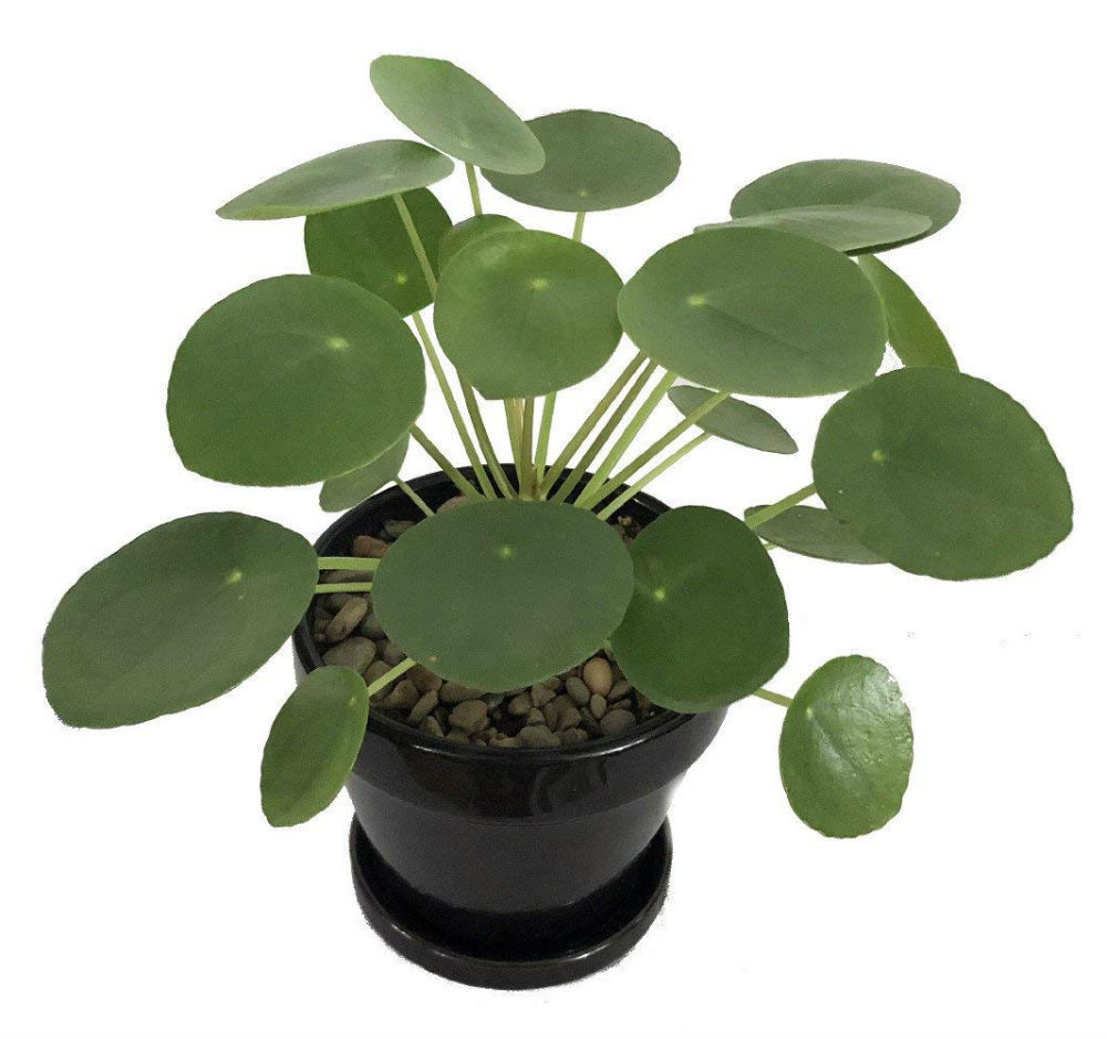 UFO Plant Chinese Money Pass Pilea Peperomioides 4″ Pot Best Gift Houseplant