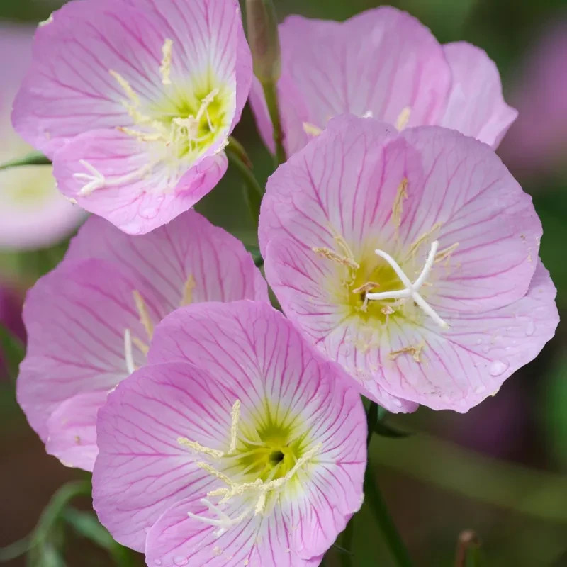 Showy Evening Primrose Seeds 500+ Oenothera Speciosa PINK Flower USA FREE S&H