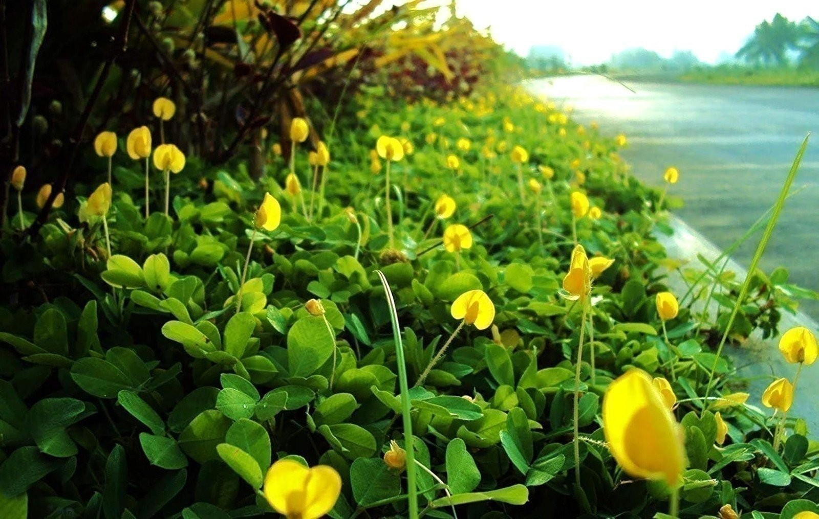 Peanut Ornamental | 2 Inch