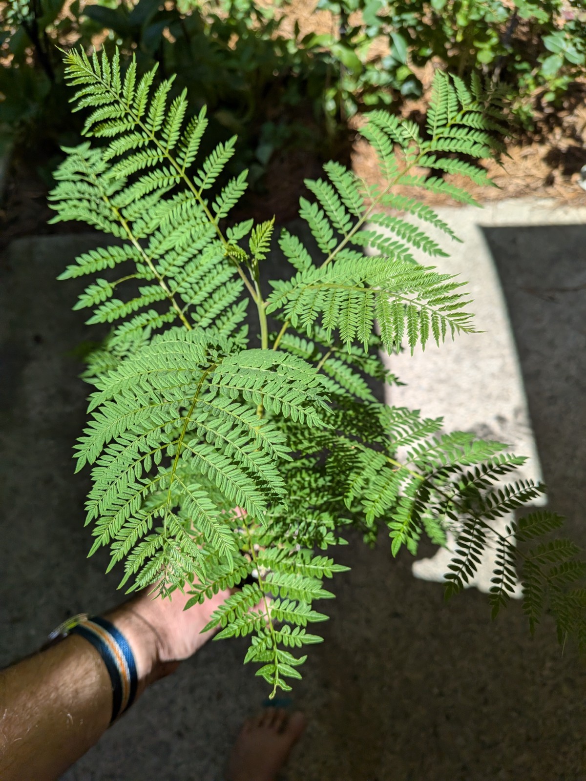 Blue Jacaranda Tree – Large plug! Jacaranda mimosifolia – Live Plant 12″ Tall