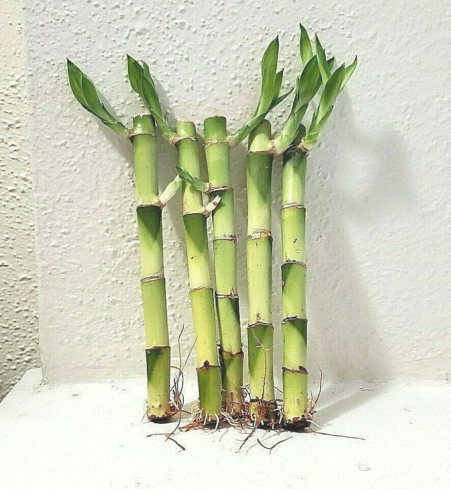 6″ Lucky Bamboo 5 Stalks FREE Plant Food, GIFT, Feng Shui, Perennial, Rooted