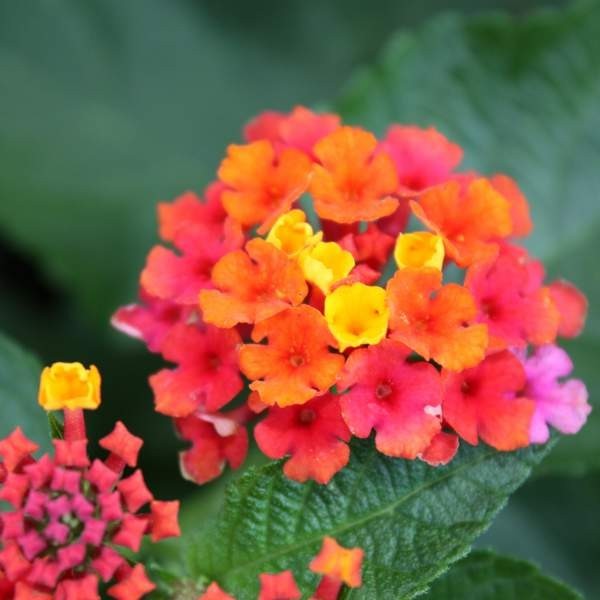 Live Lantana Starter Plant: Heat-Tolerant Tender Perennial for Garden & Pot