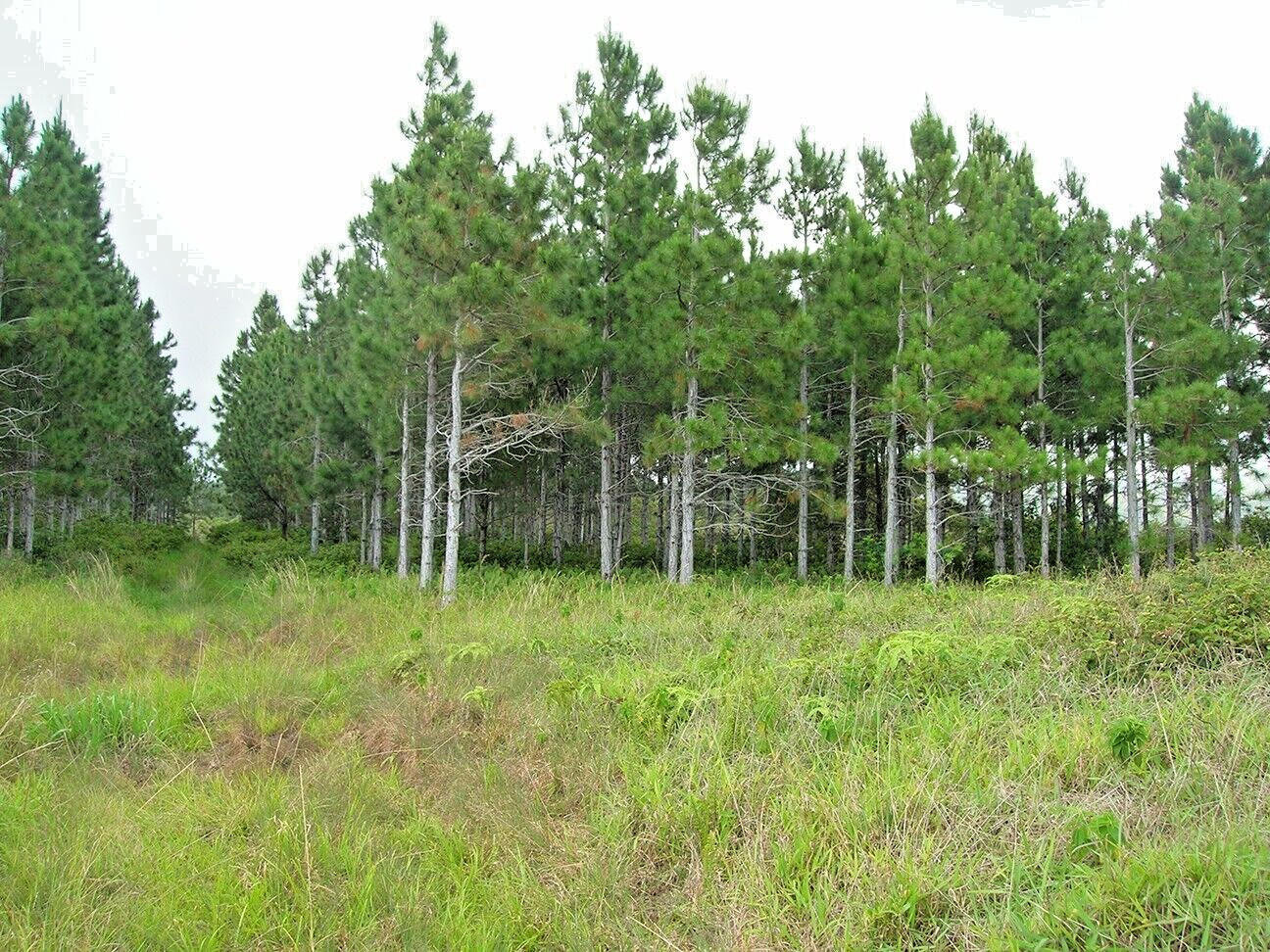 Slash Pine Tree | Premium Seeds | Pinus elliottii | Plants’®
