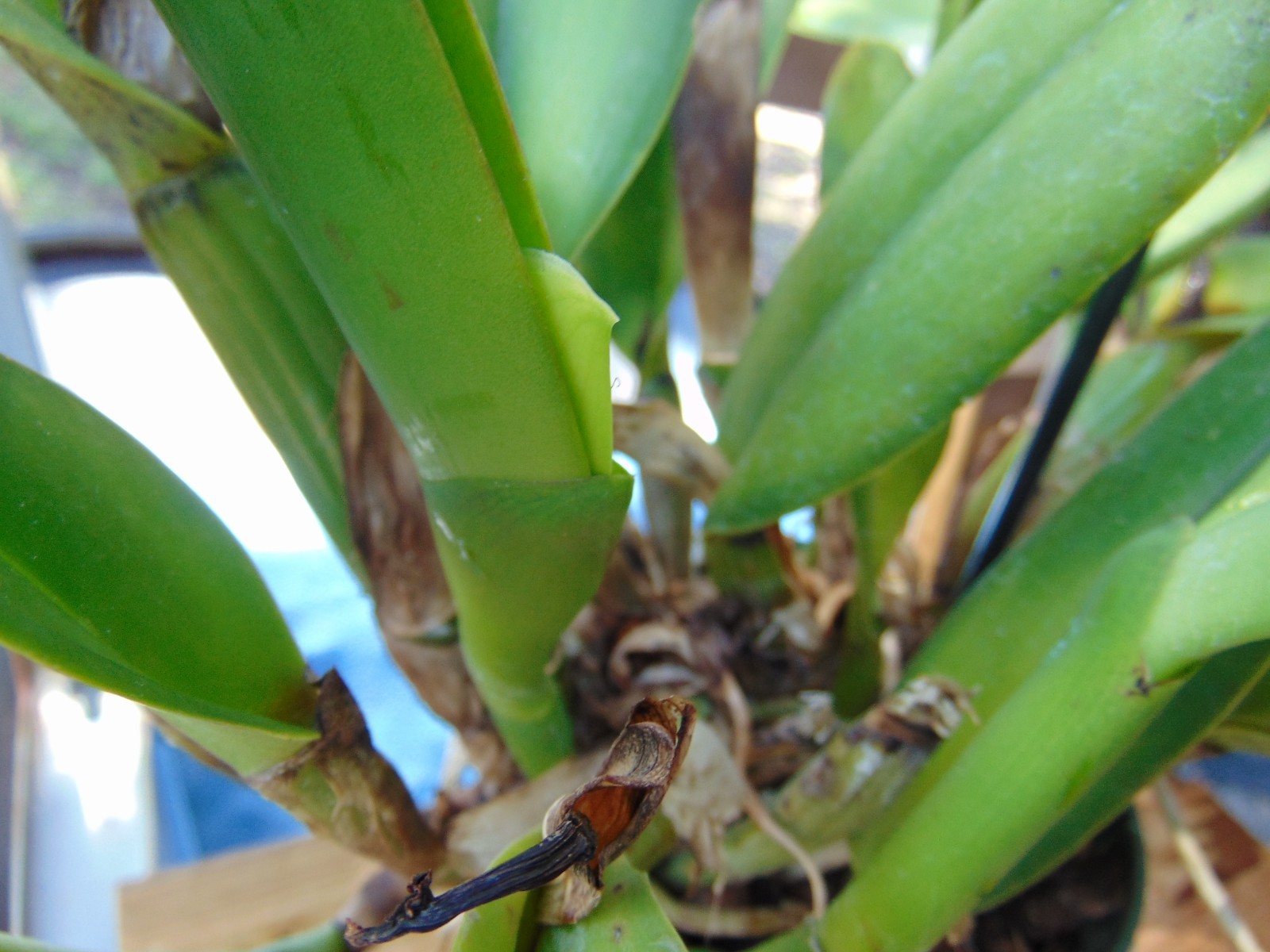 Pot. Jessie Lee ‘Hawaii’ 6 SHEATHS 6″ pot HUGE PLANT
