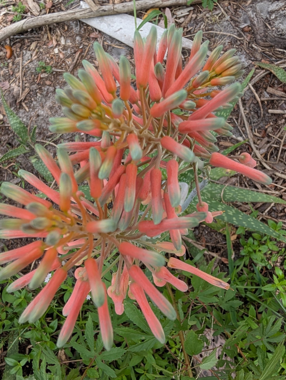 Coral Flowering Soap Aloe maculata Pollinator Plant Succulent 12″+ So Many Uses!