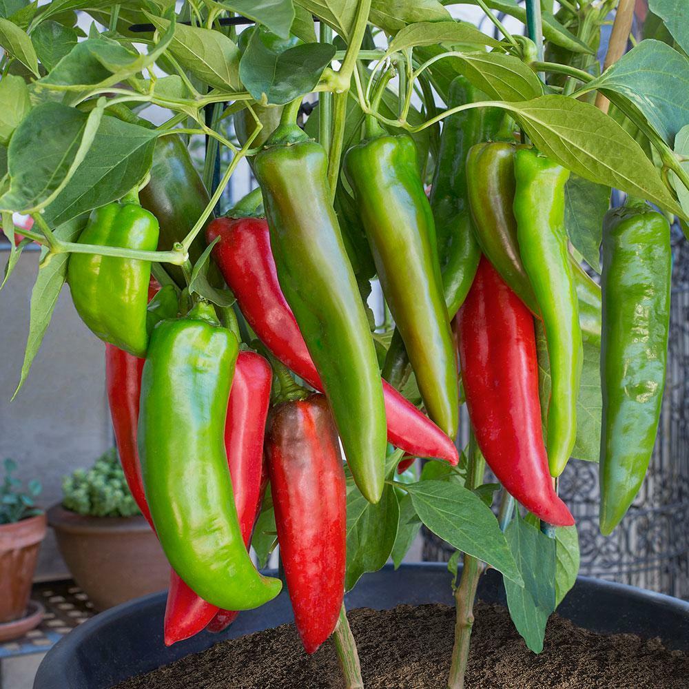 50 ANAHEIM CHILI PEPPER SEEDS FRESH HARVEST FOR 2024 GARDENS