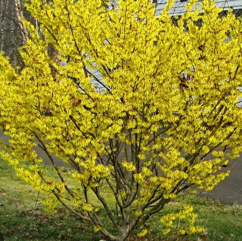 American Witch-Hazel (Hamamelis virginiana) – Quart Pot (6–12 Inches Tall)