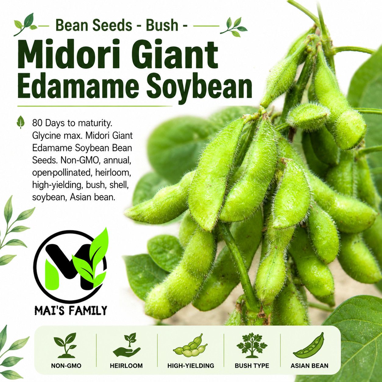 Midori Giant Edamame Soybean Seeds Heirloom Non-GMO Bush Bean 80 Days