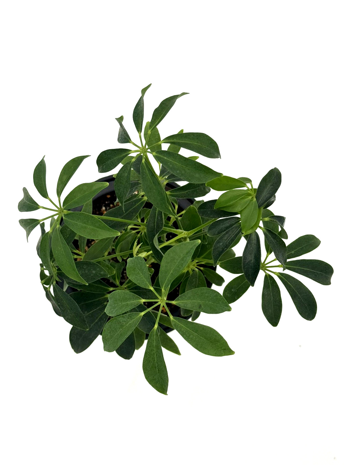 Dwarf Umbrella Tree (Schefflera Arboricola) – Live Houseplant – 6” Pot