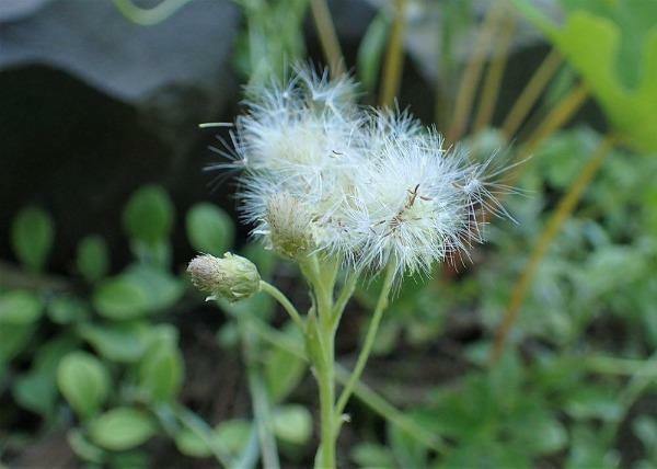 Antennaria plantaginifolia | Plantain Leaf | Ladies Tobacco | 1000 Seeds