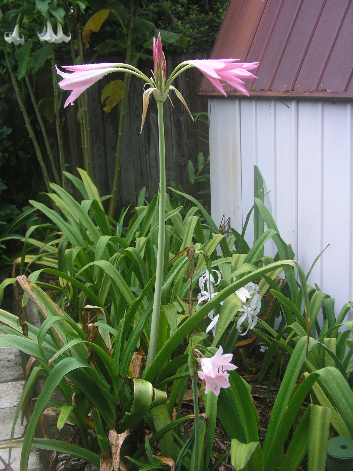 Crinum Lily, Pink Trumpet, large, blooming-size bulb, NEW