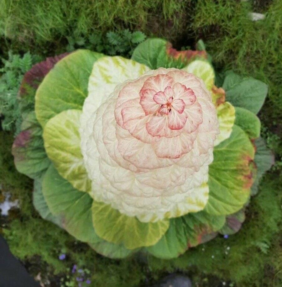 Rheum Nobile 5 Seeds, Giant Rare Edible Noble Or Sikkim Rhubarb Vegetable Plant