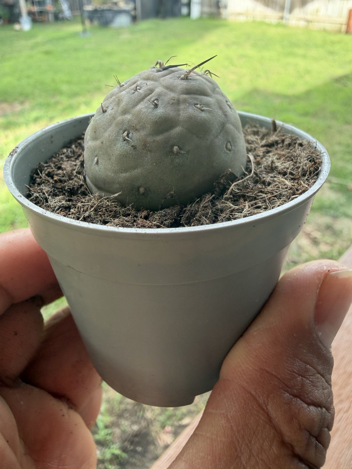 Tephrocactus geometricus