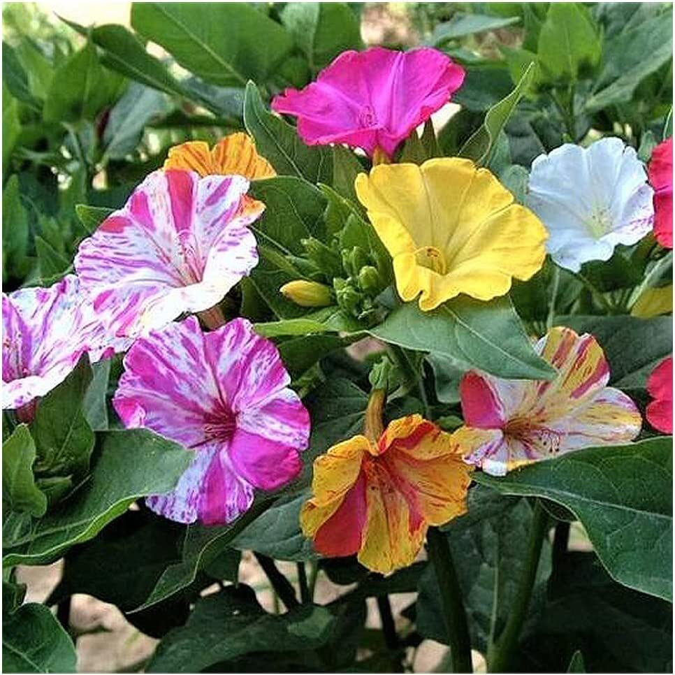 100+ Broken Colors Four O’Clock Seeds – Tender Perennial That Reseeds Easily | M