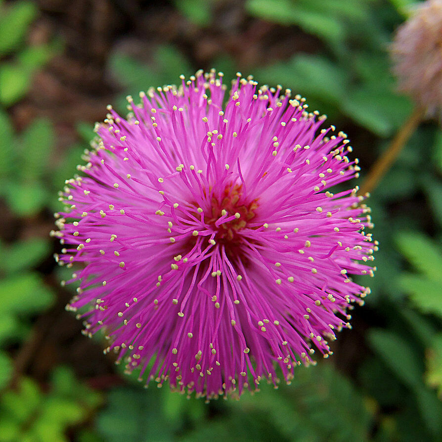 Mimosa Pudica Flower Seeds, Sensitive Plant Seeds – Fun For Kids, FREE SHIPPING