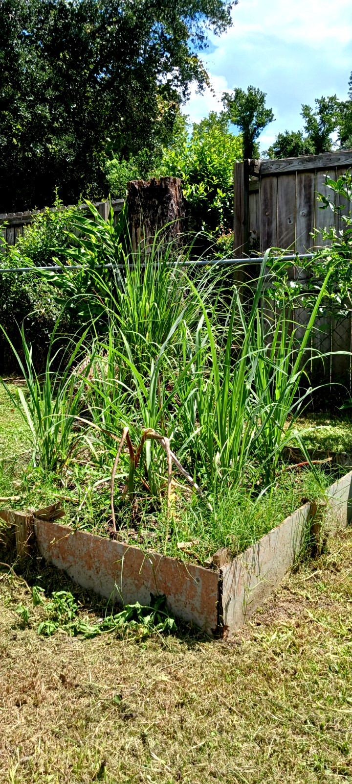 8 Organic Lemongrass Stalks Rooted Ready to Plant/Use For Cooking