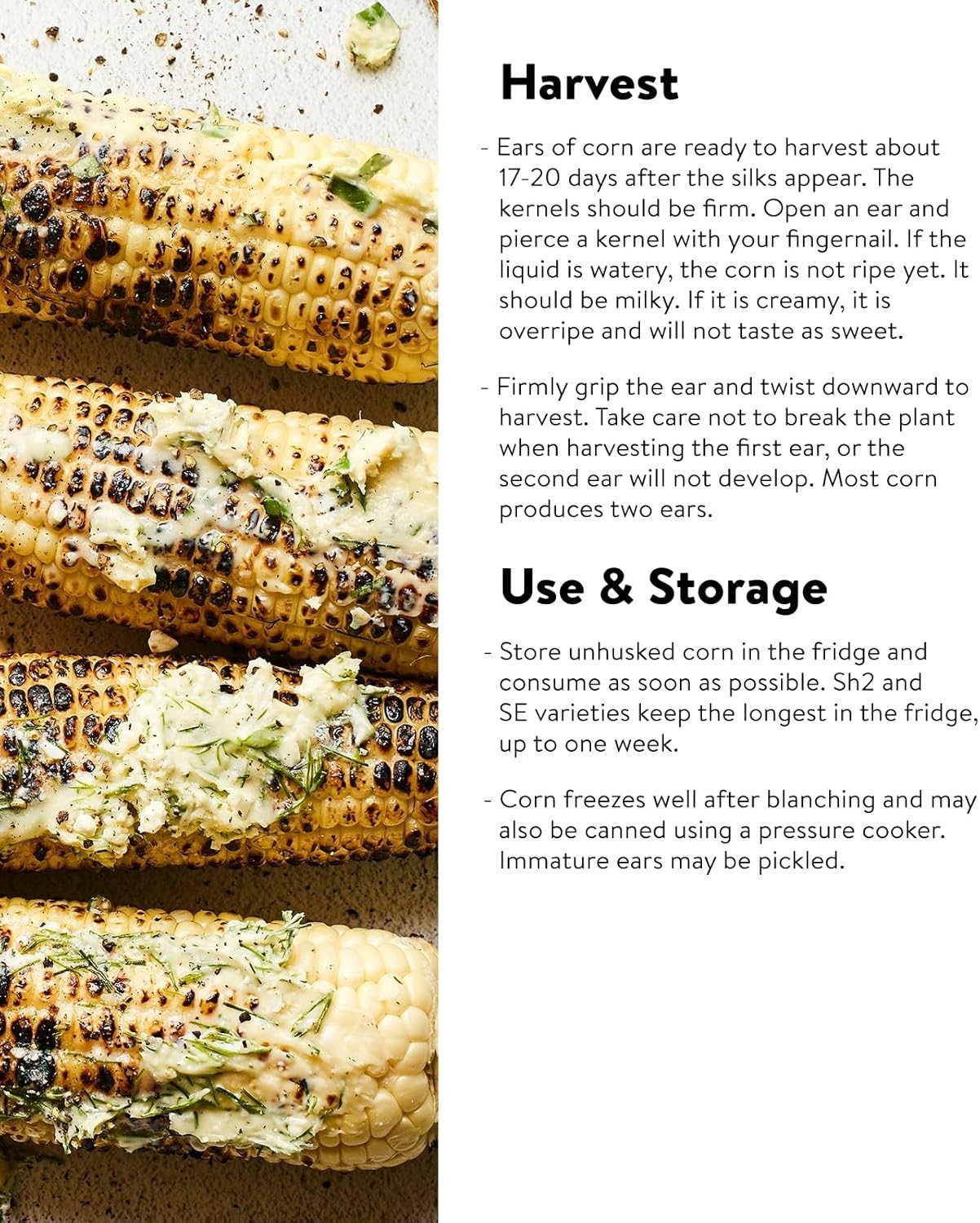 Tender Sweetness Corn Seeds – 200 Seeds with High Germination Rate & Easy Care