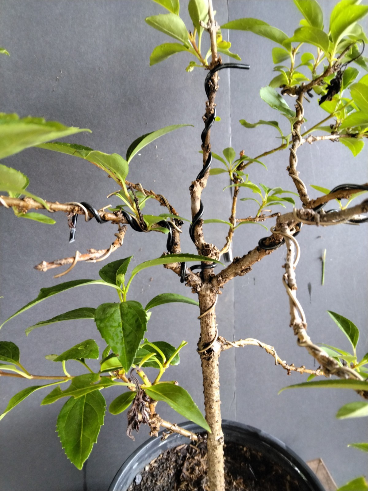 Forsythia Bonsai