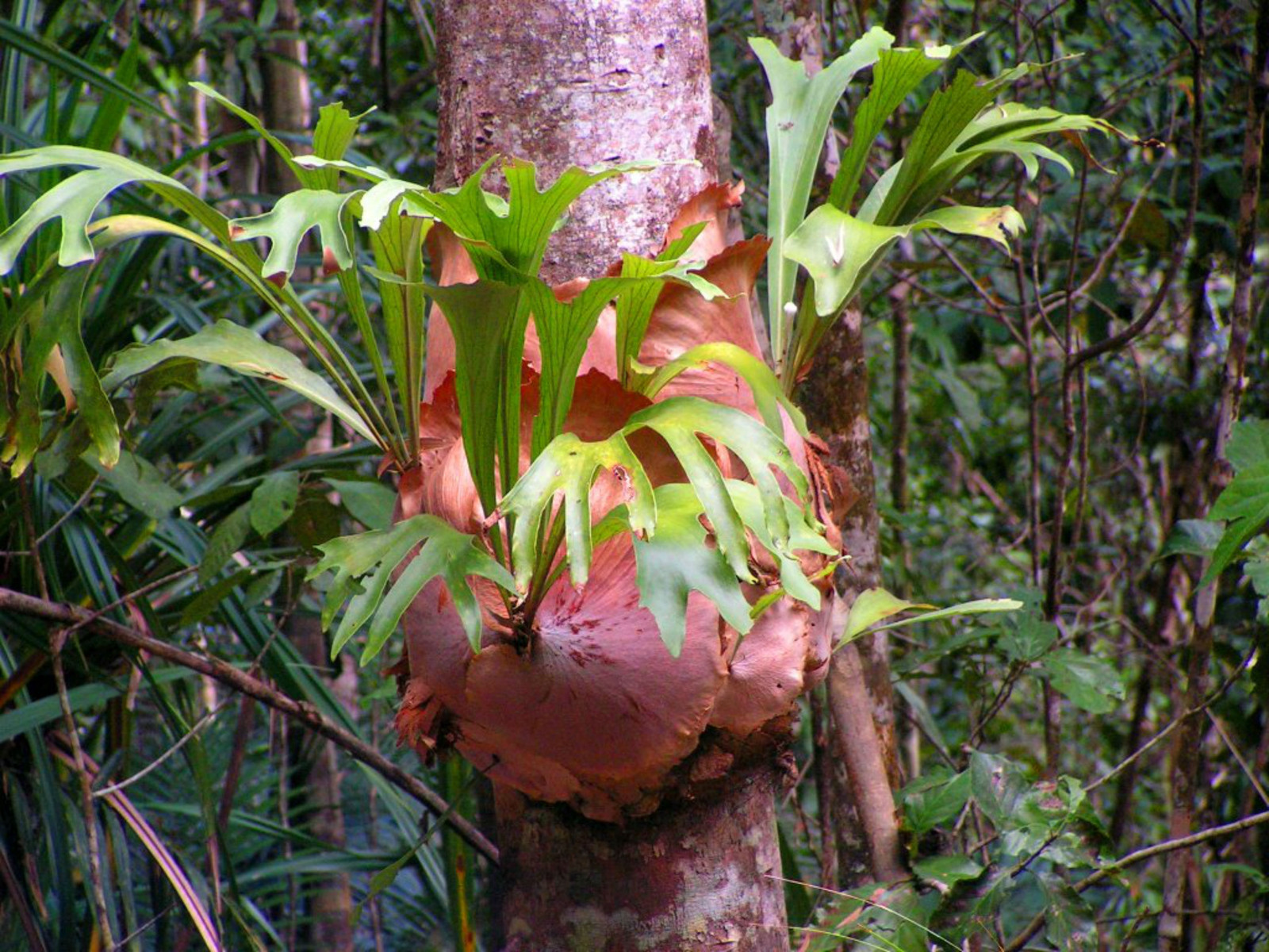 FlowerPotNursery Staghorn Fern Platycerium bifurcatum 4″ Pot