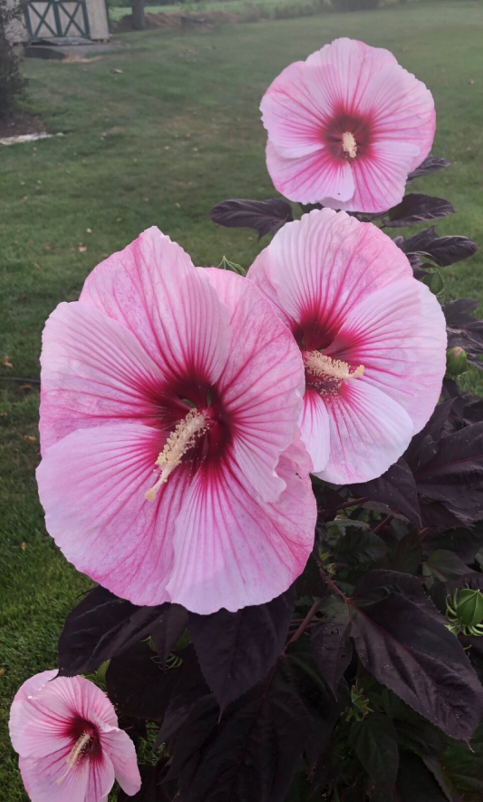 20 LGE FLOWER “AIRBRUSH” AND “STARRY NIGHT”ROSE MALLOW HIBISCUS SEEDS (ZONE 4-9)